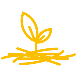 Pacciamatura